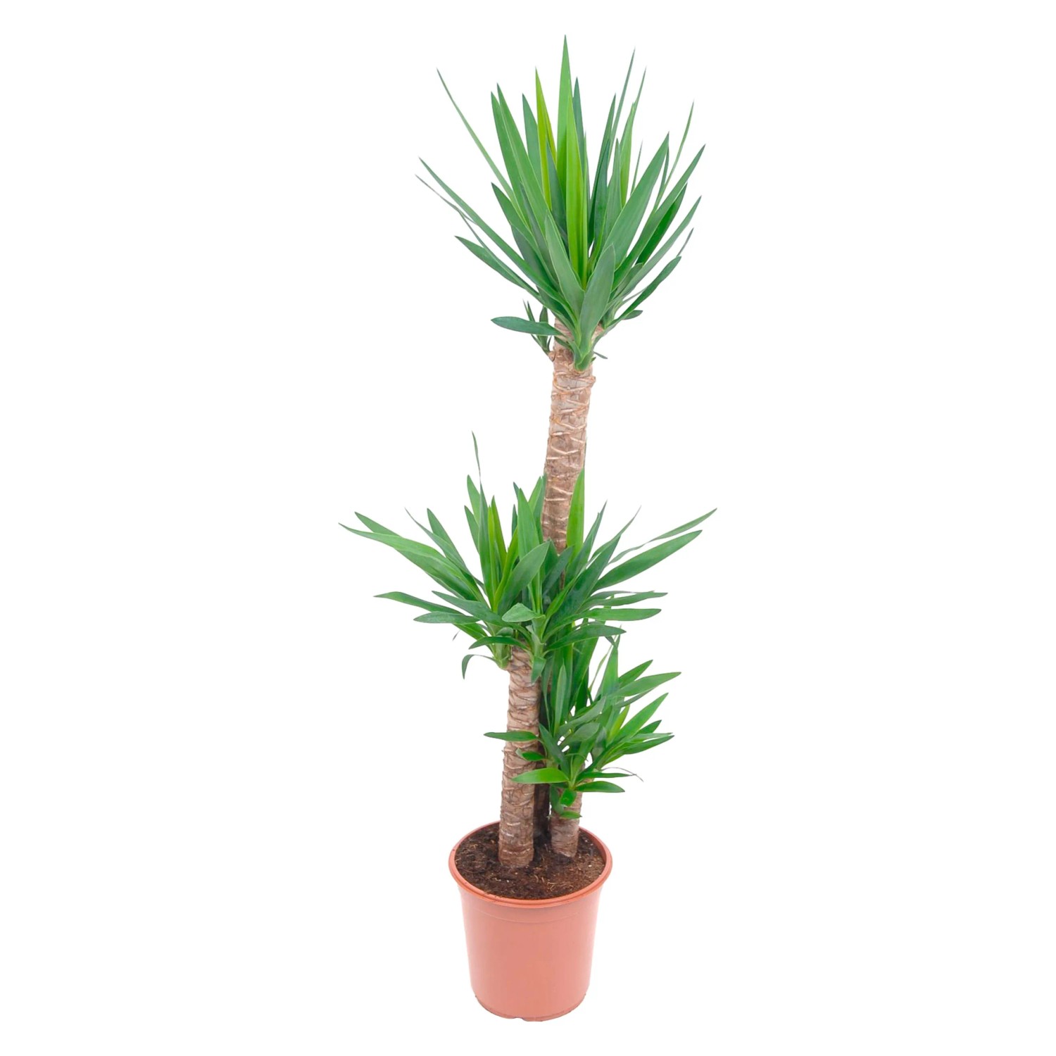 sansevieria zeylanica ableger Hydro Kingsize Sansevieria Zeylanica, 70-80cm – Green Me Up