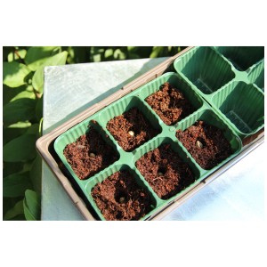 Videx Garden pastiglie di cocco in vassoio di semina, set da 40, riempite con semi.