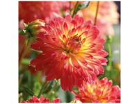 Grow by OBI Dahlie Procyon Gelb-Rot 1 Stk. Grow by OBI Dahlie Procyon Gelb-Rot 1 Stk.