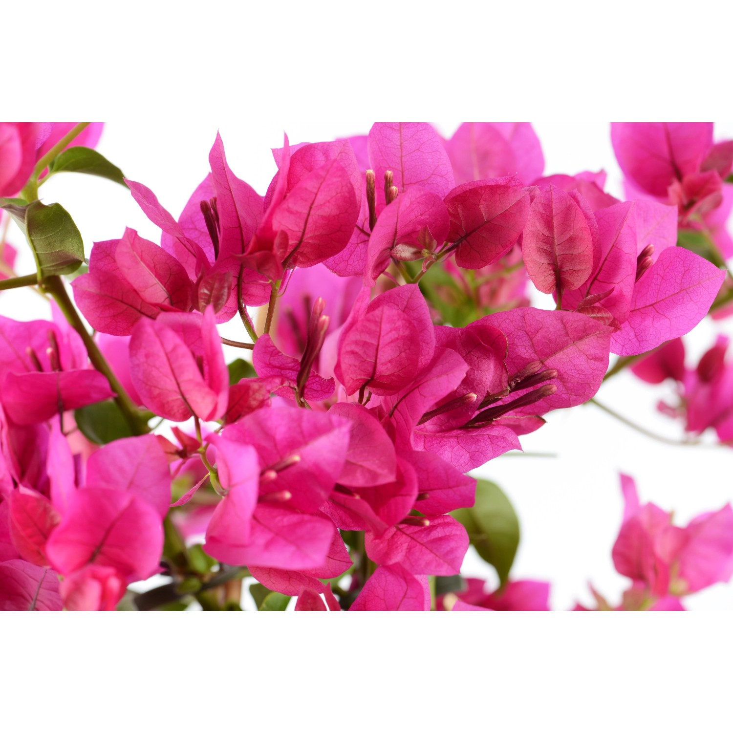 BougainvilleaSpalier / Pyramide kaufen bei OBI