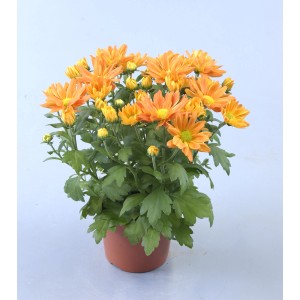 Orange Chrysantheme im Topf (Ø 12cm) mit grünen Blättern und vielen Blüten.