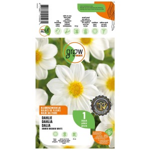 Confezione di bulbi da fiore Grow by OBI Dalia Unwin Mignon White con fiori bianchi.
