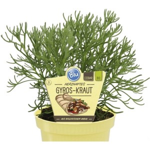Erba Gyros bio in vaso (Ø 12cm), pianta commestibile per giardino o balcone.