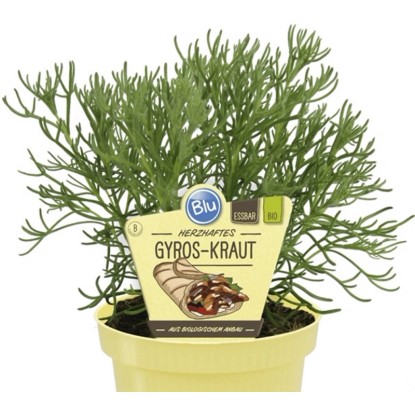 Blu Bio Erbe aromatiche per gyros vasetto Ø 12 cm
