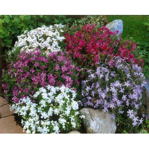 Blühender Polster-Phlox (Flammenblume) in Weiß, Rosa, Rot und Lila im Steingarten.
