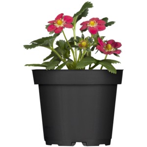 Pianta di fragole 'Toscana' in vaso: fiori rossi e foglie verdi. Frutti dolci per il giardino o il balcone.