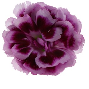 Nahaufnahme einer rosa-violetten Bartnelke "Doublelicious Maria".
