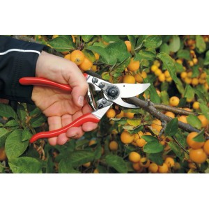 Sécateur Felco 9 pour gauchers coupant une branche dans le jardin.
