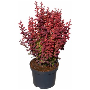 Berberis Orange Rocket® in vaso: arbusto con foglie rosso-arancio in vaso nero.