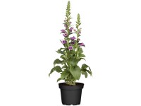 GROW by OBI Fingerhut Digitalis purpurea Rosa Topf Ø 19 cm