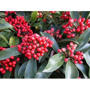 Skimmia verte avec baies rouges, pot de 2 l.