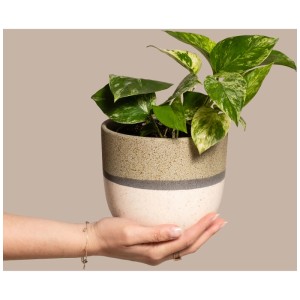 Feey Pothos Marble Queen en pot, plante grimpante aux feuilles blanc-vert, tenue dans une main.