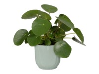 Elho Übertopf Vibes Fold rund Grün Ø 14 cm / Höhe  13 cm