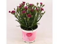 Duftnelke Pink Kisses Dianthus Topf Ø 10,5 cm