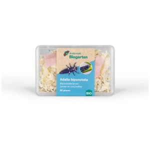 Larve di coccinella Andermatt Biogarten (30 pz.) in confezione di plastica. Insetti utili per il controllo degli afidi.