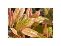 Rote Glanzmispel Pink Marble Photinia Topf Ø 15 cm / Höhe 140 - 160 cm