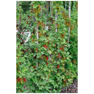 Groseillier Rovada demi-tige avec des baies rouges et des feuilles vertes dans le jardin.