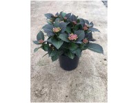 Tellerhortensie Dark Angel Red Hydrangea macrophylla Topf 6,5 l