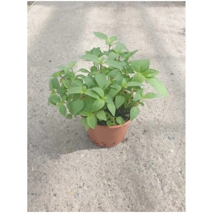 Thai-Basilikum Bio Topf Ø 13 cm