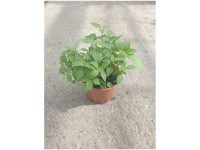 Thai-Basilikum Bio Topf Ø 13 cm