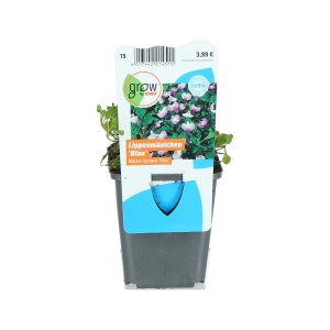 Mazus reptans bleu en pot, plante couvre-sol pour bassin de jardin.