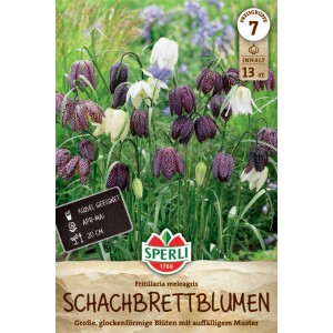 Sperli Schachbrettblume: Blumenzwiebeln mit weiß-roten, schachbrettartigen Blüten.