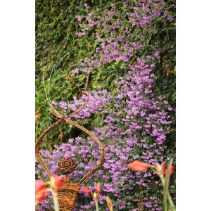 Blu Bio-Menthol-Strauch (Prostanthera) in vaso con fiori viola e figura decorativa.
