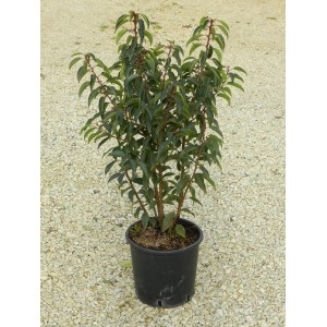 Lauro portoghese Angustifolia in vaso, pianta da siepe sempreverde con foglie verde scuro.