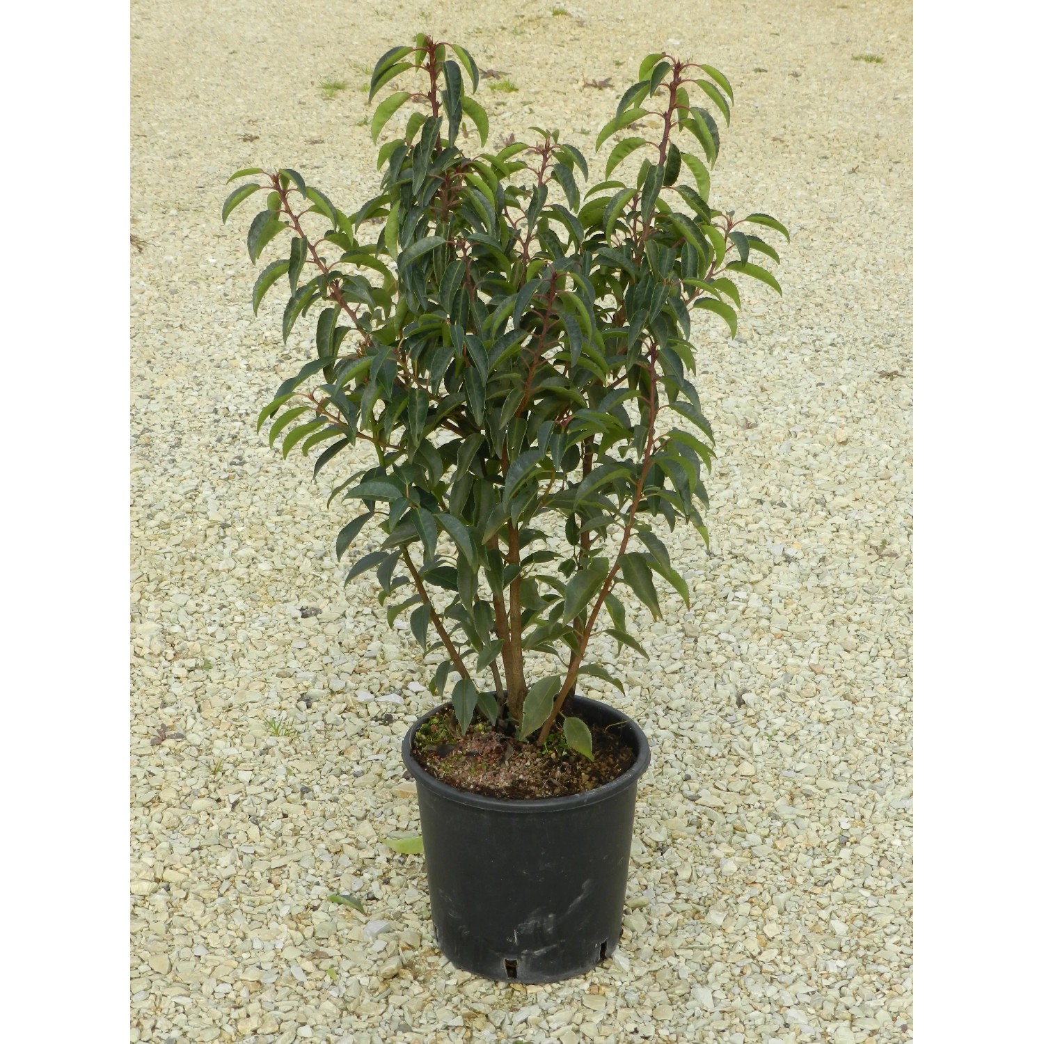 philodendron hybrid Philodendron Hybrid – bumi