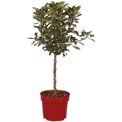 Melo nano Malus domestica Pidi vaso 7,5 l