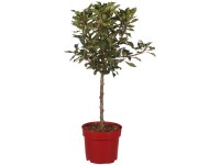 Zwergapfel Pidi Malus domestica Topf 7,5 l