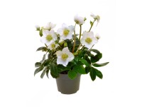 Christrose Mini Star Helleborus niger