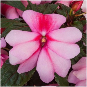 Gros plan d'une plante de parterre rose en pot, différentes couleurs disponibles.