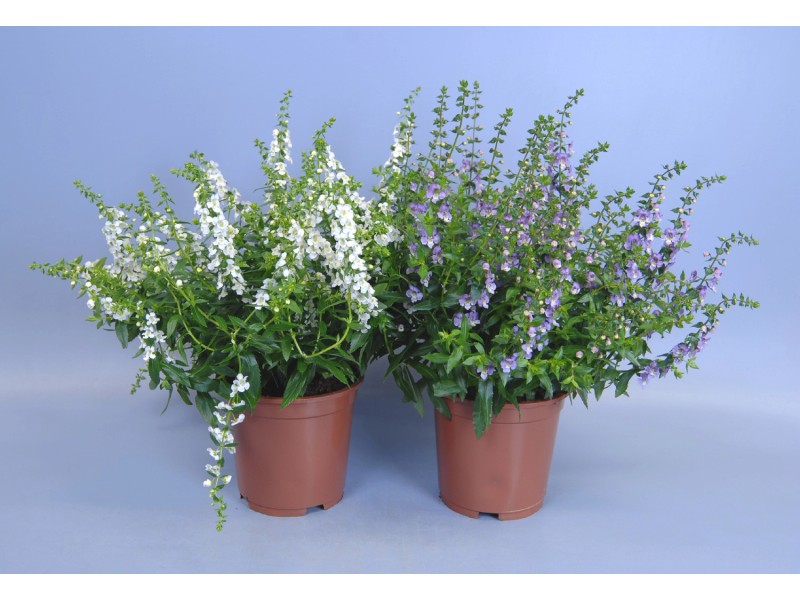 Angelonia Angelmist kaufen bei OBI
