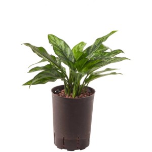 Plante hydroponique Aglaonema Maria en pot, plante verte avec des feuilles multicolores.