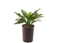 Hydropflanze Kolbenfaden Maria Aglaonema Topf Ø 15 cm  / Höhe 40 cm