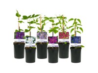 Waldrebe Clematis assortiert Topf Ø 11 cm / 1 Stk.