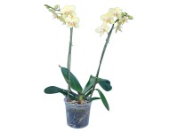 Schmetterlings Orchidee verschiedene Farben 2-Trieber Topf Ø ca. 12 cm / 1 Stk. Schmetterlings Orchidee verschiedene Farben 2-Trieber Topf Ø ca. 12 cm / 1 Stk.