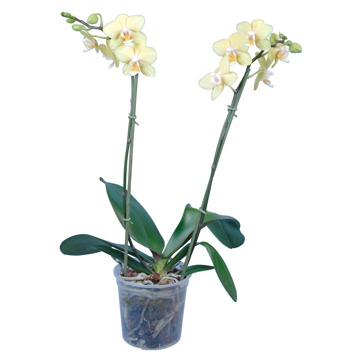 Pianta Phalaenopsis mix colori-1 ramo (Orchidea) Vaso 12cm