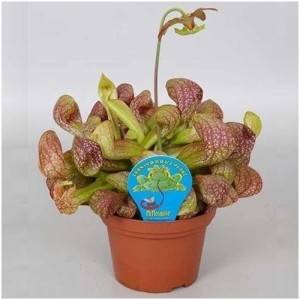 Schlauchpflanze Sarracenia psittacina im Topf, fleischfressende Pflanze mit grün-roten Kannen.