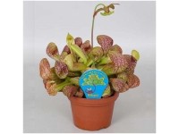 Schlauchpflanze Sarracenia psittacina Topf Ø 12 cm