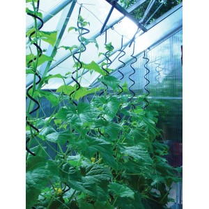 Spirale pour plantes Juliana dans une serre avec des concombres, lot de 3 comme support de croissance.