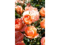 Patiorosen in Sorten