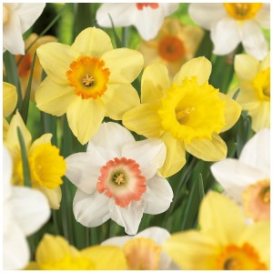 Narzissen-Mischung von GROW by OBI, 45 cm, verschiedene Farben und Formen.