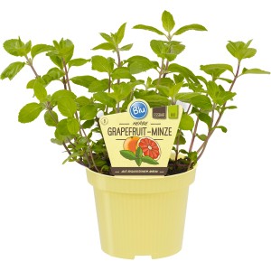 Menthe pamplemousse en pot (Ø 12 cm). Herbes de cuisine pour desserts et boissons.