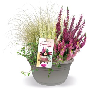 Bruyère 'Cupcake' en pot, couleurs assorties, Ø 17cm. Plante de balcon, résistante.