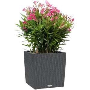 Lechuza Cube Cottage 50 vaso per piante in granito con oleandro, 50x50 cm.
