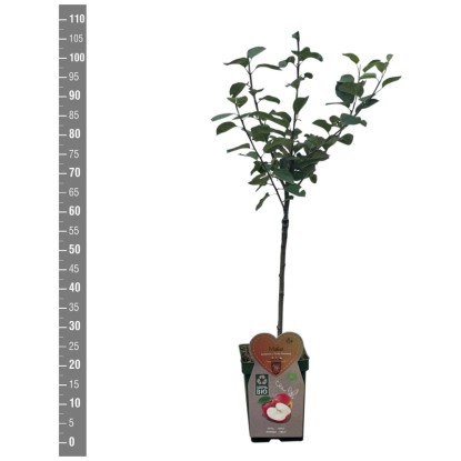 Pommier bio Rode Boskoop Malus domestica pot Ø 18 x 115 cm