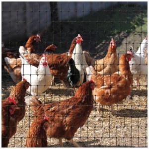 Filet de clôture noir Cintoflex Gr. M avec des poules en arrière-plan. Idéal pour les enclos pour petits animaux.