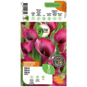 Grow by OBI Calla Purple, fiore di Zantedeschia viola scuro per aiuole, vasi e come fiore reciso.